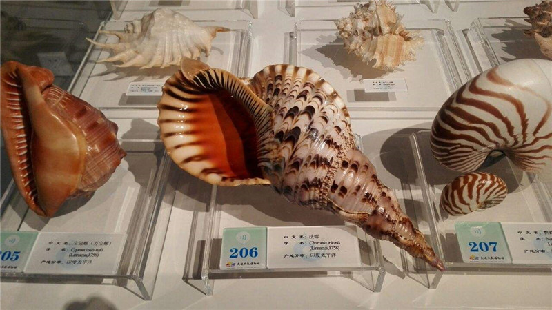 贝壳博物馆设计，一起来看看大连贝壳博物馆！