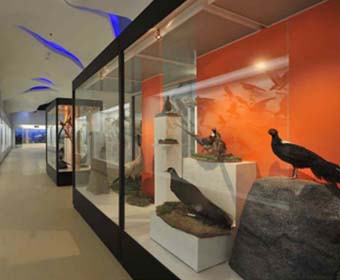 亚洲最大动物专题博物馆，你知道在哪里吗？